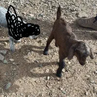 بزغا له یکماه شیری