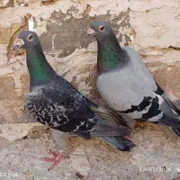 دو عدد کفتر صید نر