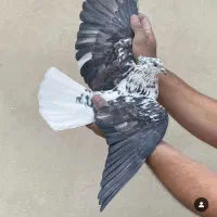 بار جدید کبوتر