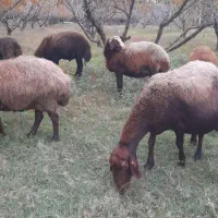 گوسفند بره داشتی