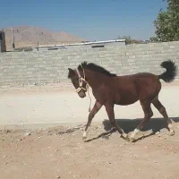 مادیون|اسب و تجهیزات اسب‌سواری|لردگان, |دیوار