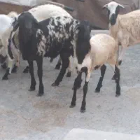 چند عدد بره با بچه ماده چ بدون بچه  غوچ چاق نری|حیوانات مزرعه|قشم, |دیوار