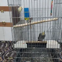 عروس هلندی|پرنده|قرچک, داوود آباد|دیوار