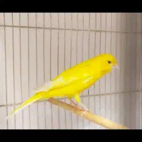 قناری نر طلایی دهن زن