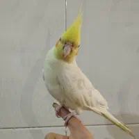 عروس هلندی جفت