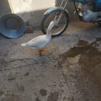 غاز