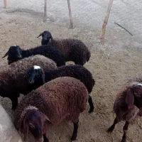 فروش گوسفند ماده