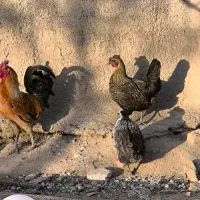 مرغ خروس گلین لری اصیل