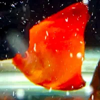 دیسکس ۳ اینچ