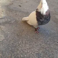 کبوتر طوقی با کله سیاه