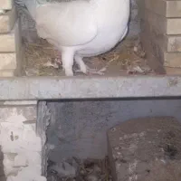 کبوتر گتوند