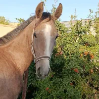 نریون شجره دار یک ساله