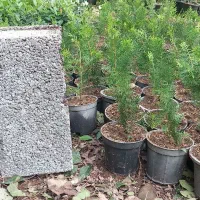 کامیس یاس شیشه شور شمشاد نعنایی|خدمات باغبانی و درختکاری|خرمآباد (تنکابن), |دیوار