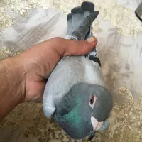 کبوترمسافتی