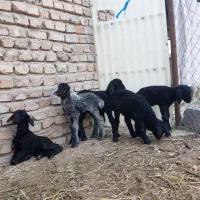 ۵راس بره شیری سیاه قلمه شیر خورده دستو پا بلند