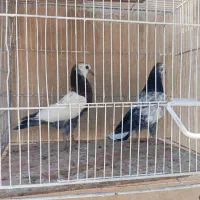 کبوتر   ابلق.|پرنده|اصفهان, باغ زرشک|دیوار