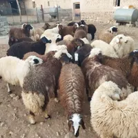 بره|حیوانات مزرعه|کرمانشاه, |دیوار