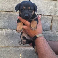 واگذاری سگ پاکوتاه|سگ|گنبد کاووس, |دیوار