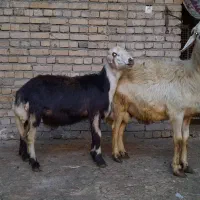 دوتابره پیش نکنده برای داخل گله