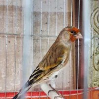 سهره قناری نر مست دهن سره