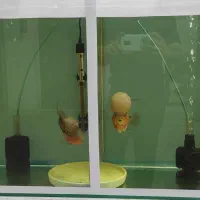 ماهی فلاور|ماهی|بجنورد, |دیوار