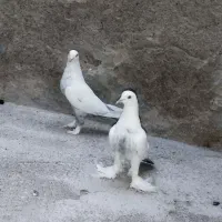 کبوتر
