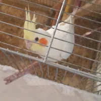 عروس هلندی نر شاتخم ۴ماهه.رامه رام|پرنده|درگزین, |دیوار