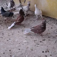 جوجه کبوتر پرشی با اصالت جفتی 1/500