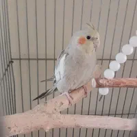 طوطی عروس هلندی