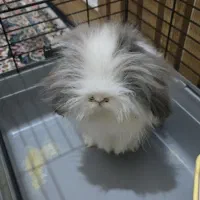 خرگوش نژاد لوپ(چشم سرمه‌ای)