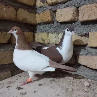 کفتر نرو ماده