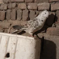 کبوتر|پرنده|اردبیل, |دیوار