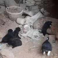 توله دورگه قدرجونی