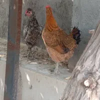 مرغ و خروس شهری کالینگی