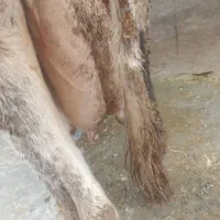 گاو|حیوانات مزرعه|خرمآباد, |دیوار