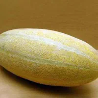 خربزه مشهدی خریداریم