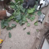 چهارتا باهم ۵۰۰|موش و خرگوش|گنبد کاووس, |دیوار