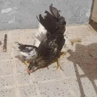نیمچه خروس ومرغ گلین ،طوسی ،پنگوئنی|حیوانات مزرعه|اصفهان, شهرک کاوه|دیوار