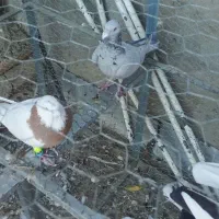 لانه توری سالم|لوازم جانبی حیوانات|چگنی, |دیوار