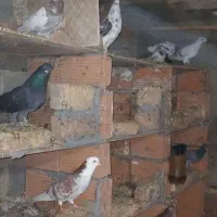 تعدادی کبوتر ب فروش میرسد|پرنده|بندر ترکمن, |دیوار