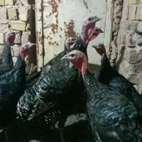 فروش بوقلمون