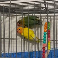 معاوضه کوتوله با قناری