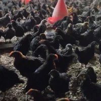 جوجه خروس مشکی