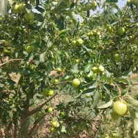 باغ-400متری-ماهدشت-پیشک-سوم