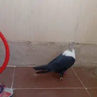 جوجه کله سفید|پرنده|بندر ماهشهر, |دیوار