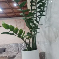 گل زاموفیلیا