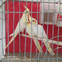 طوطی ملنگو دستی سخنگو|پرنده|بیرجند, |دیوار