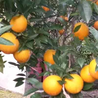 تامسون ابدار درشت درجه یک|خوردنی و آشامیدنی|نوشهر, |دیوار