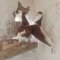 کبوتر
