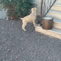 توله سگ جنس